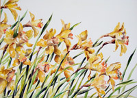 Daffodils