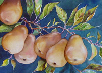 Wilsonia Pears